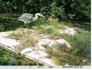 3_5__heron_poisson