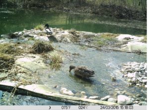3_6_canards_se_gavant_doeufs_de_grenouilles2