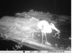 3_7__Heron_grenouille2