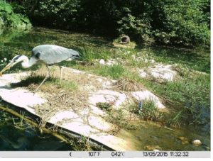 3_8__herons_tritons