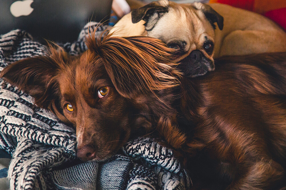 Proper pet care: The Basic Necessities